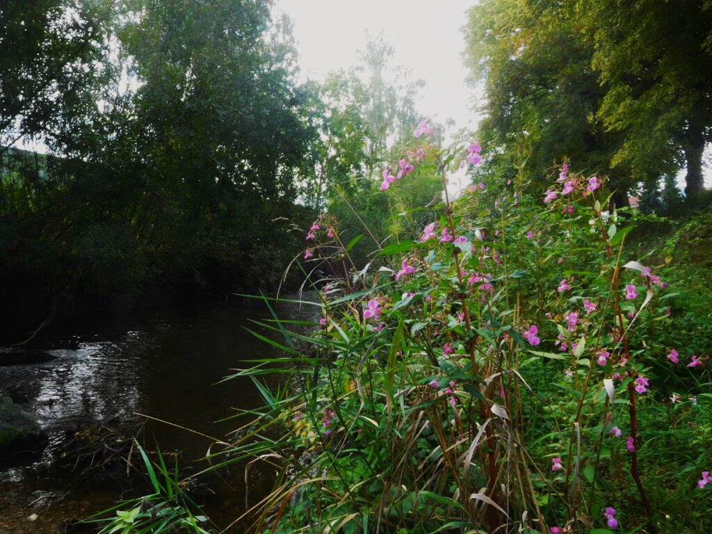 Gartenschau Balingen 2023