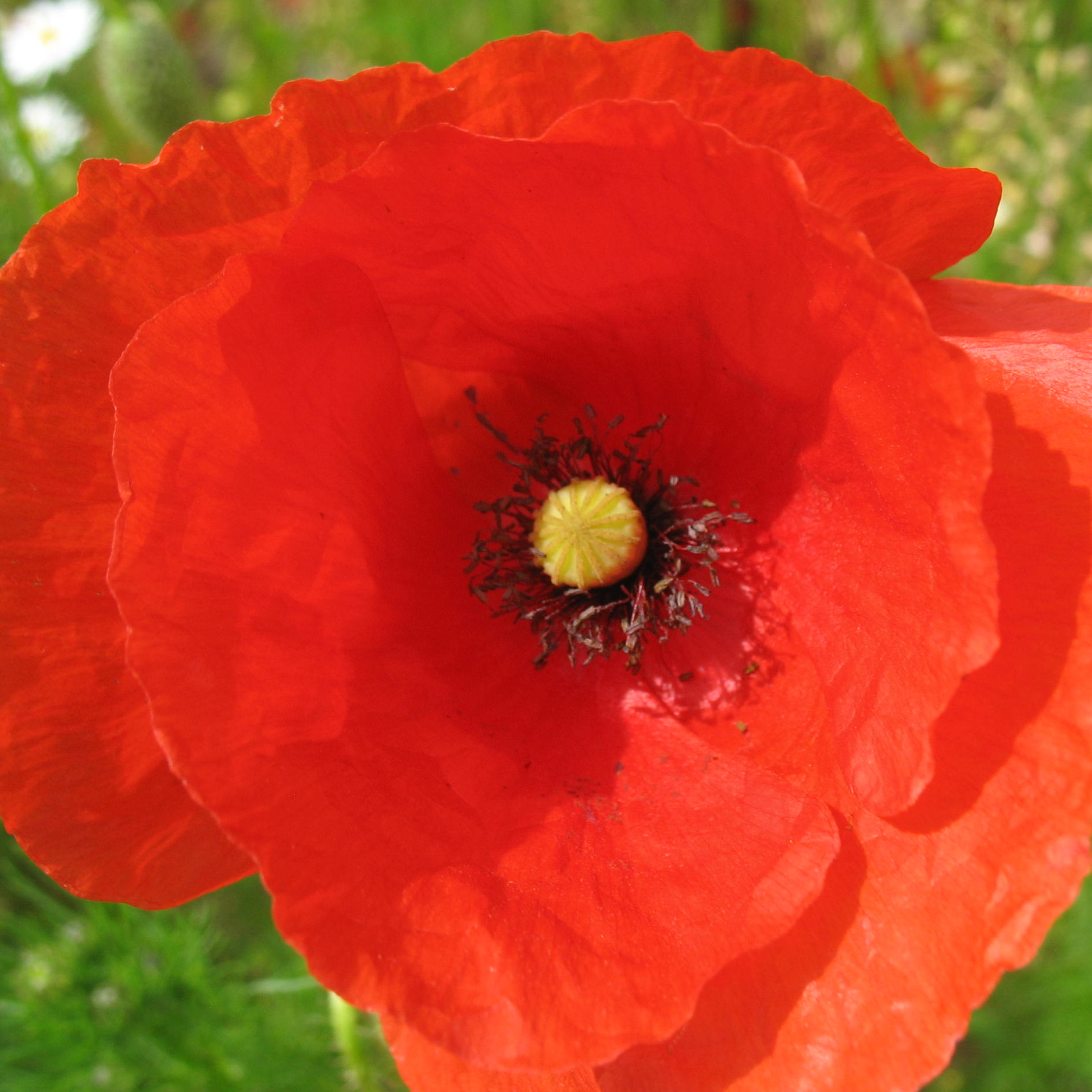Mohnblüte