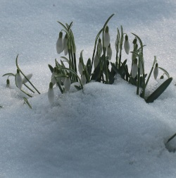 Schneegloeckchen